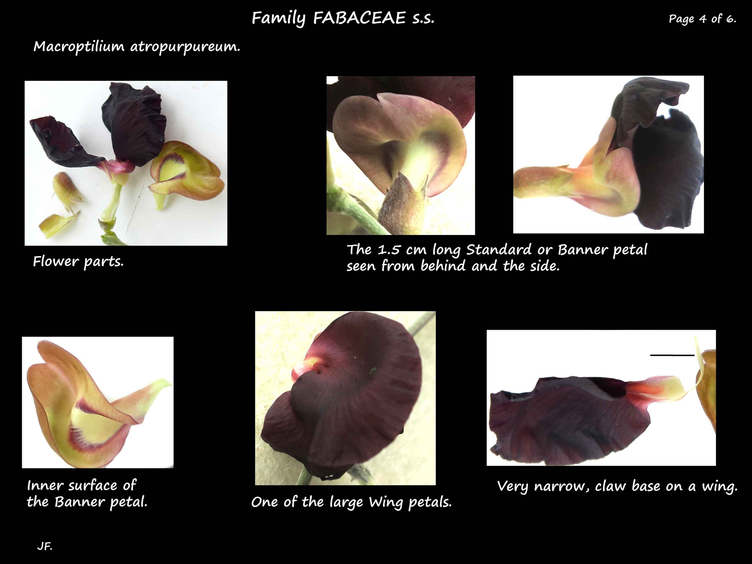 4 Wing & banner petals of Macroptilium